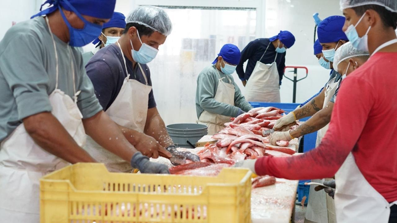 Equipo de la planta procesando pargo rojo fresco