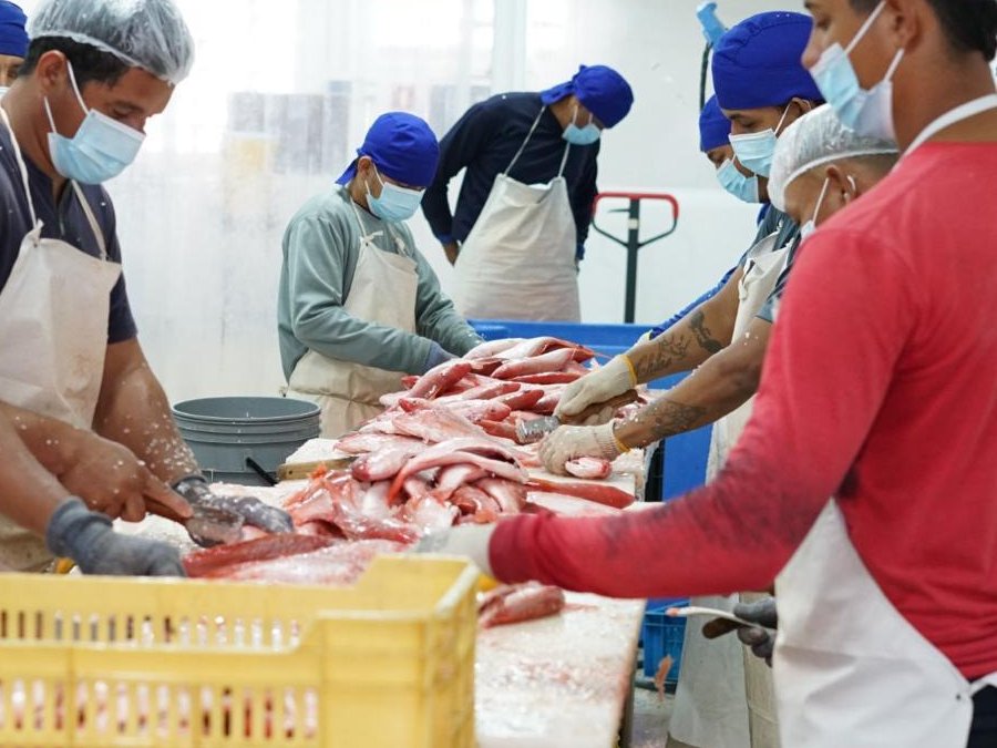 Operarios limpiando y clasificando pargo rojo en la planta