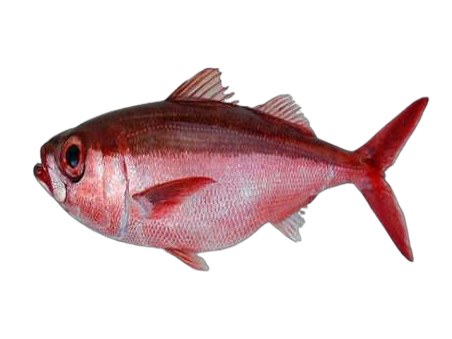Conoro (Atlantic bigeye)