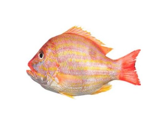 Pargo guanapo (Lane snapper)